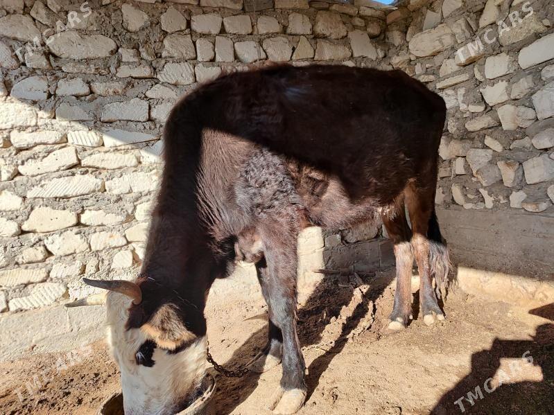 Sygyr - Эсенгулы - img 2