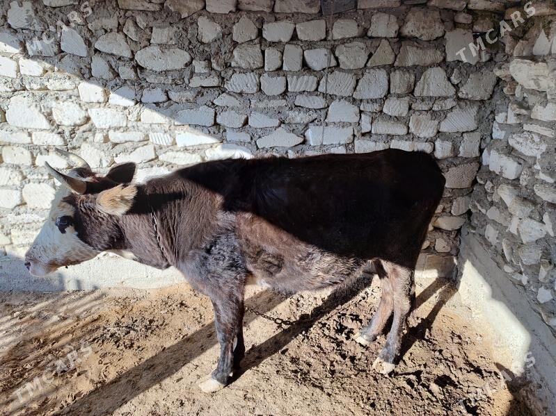 Sygyr - Эсенгулы - img 6