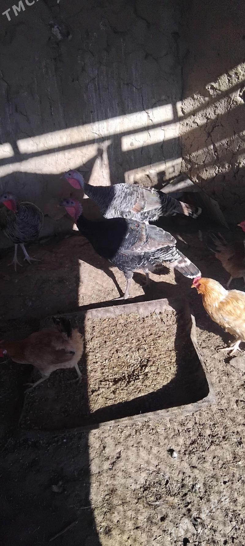 induk - Гызыларбат - img 1