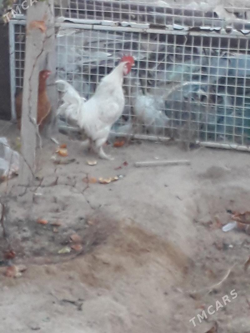 Towuk - Türkmenbaşy - img 1