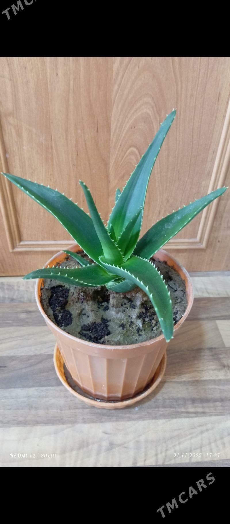 Цветы (GÜL) - Карабогаз - img 1