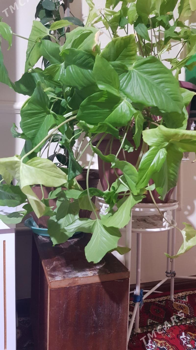 Gul - Aşgabat - img 2