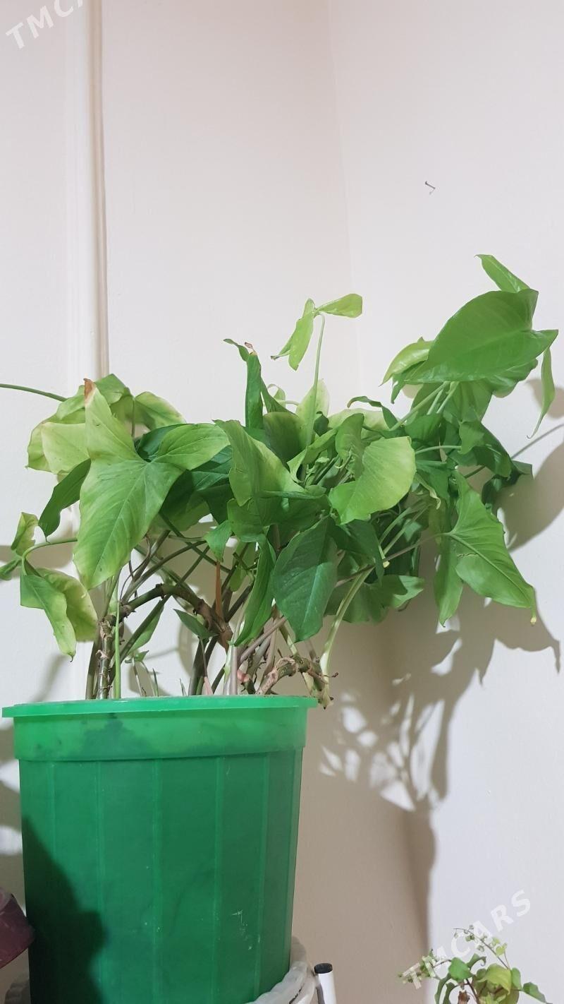 Gul - Aşgabat - img 1