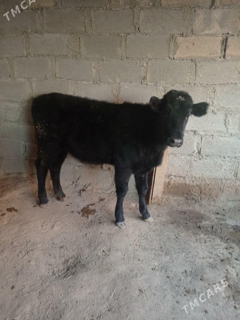 golle - Türkmenbaşy - img 3