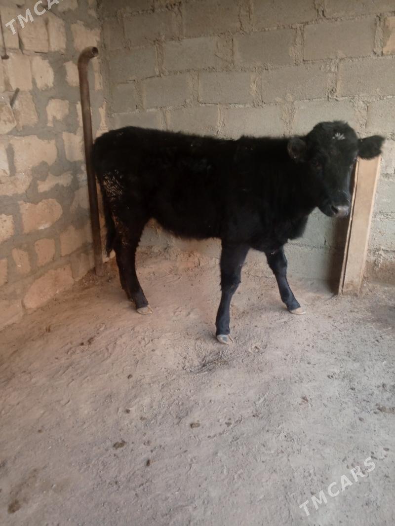 golle - Türkmenbaşy - img 4