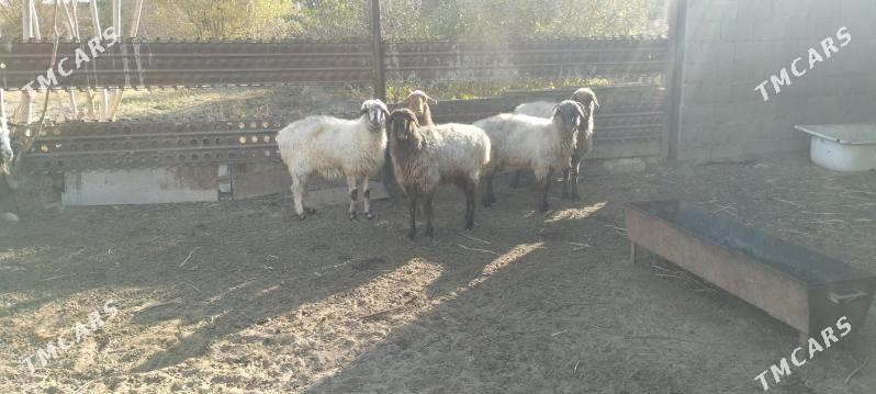 goyunlar - Gyzylarbat - img 1