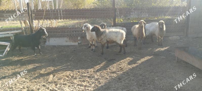 goyunlar - Gyzylarbat - img 2