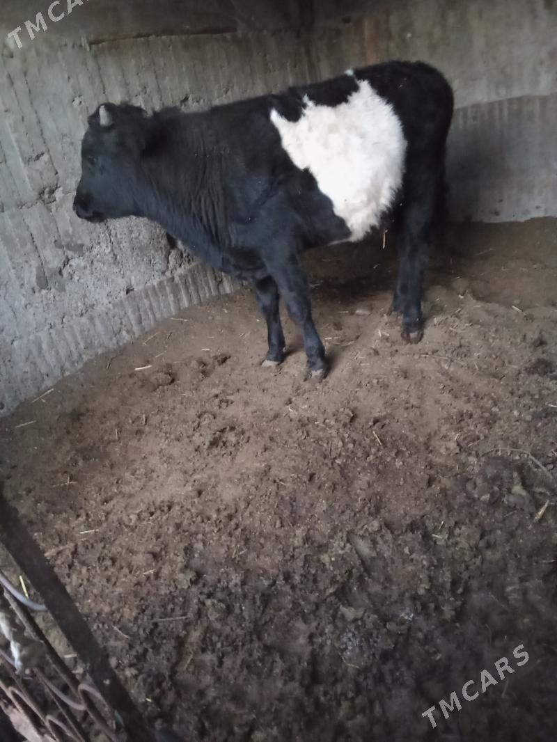 öküz - Бузмеин - img 3