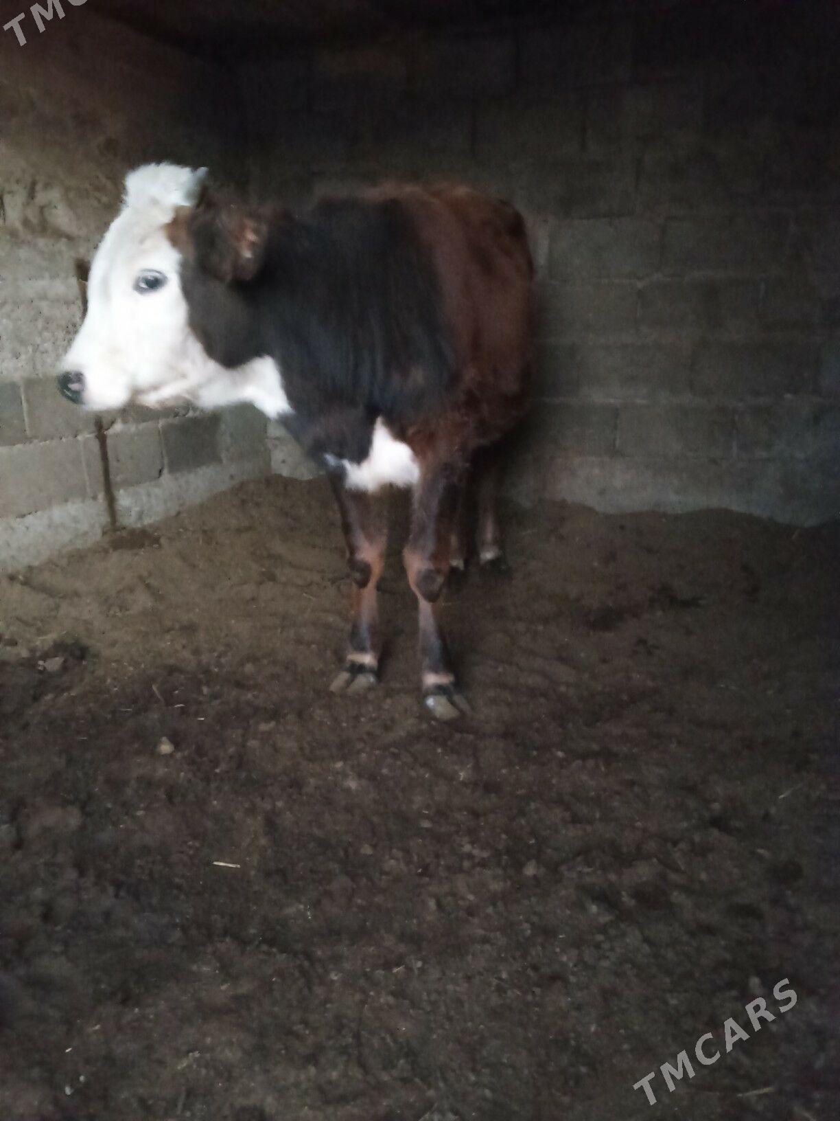 öküz - Бузмеин - img 1