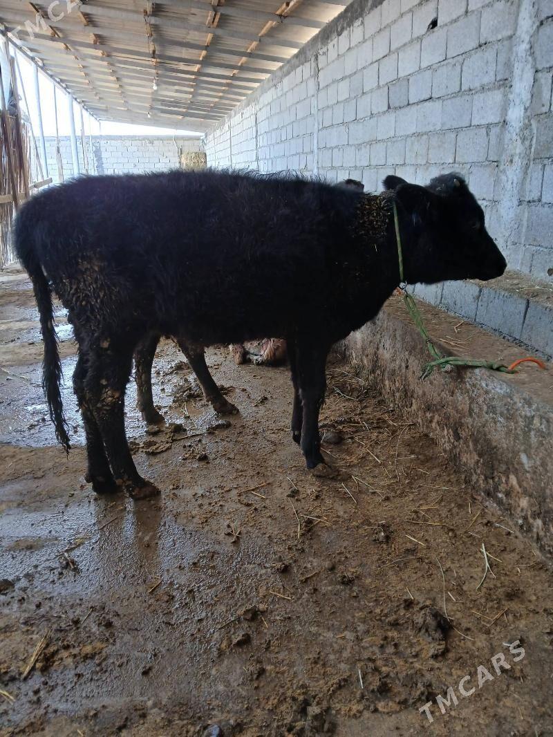 Tuwe - Гёкдепе - img 3