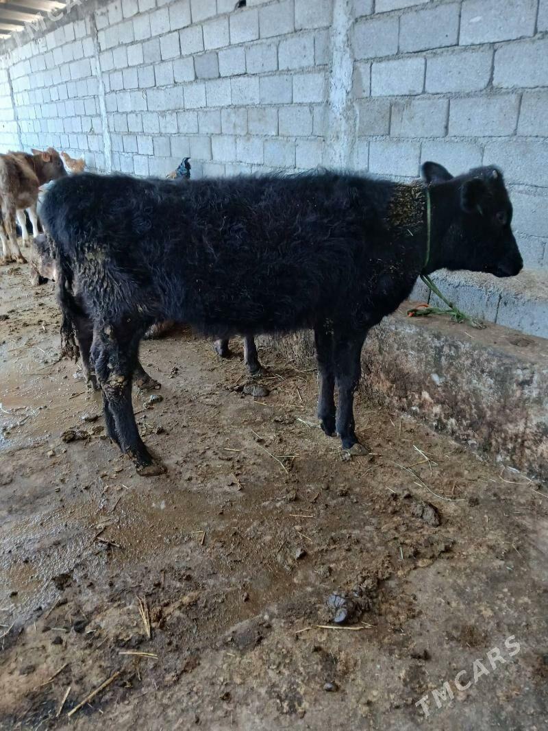 Tuwe - Гёкдепе - img 5