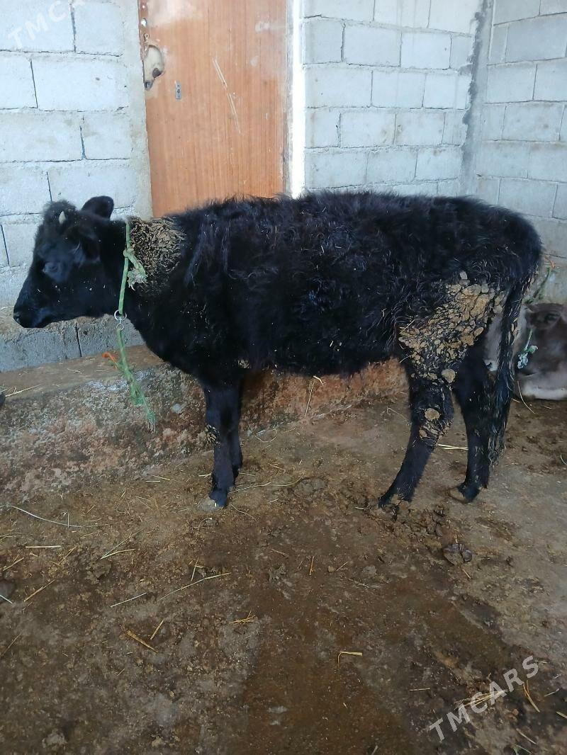 Tuwe - Гёкдепе - img 2