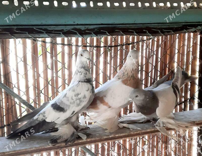 Kepderi..голуби. - Ашхабад - img 5