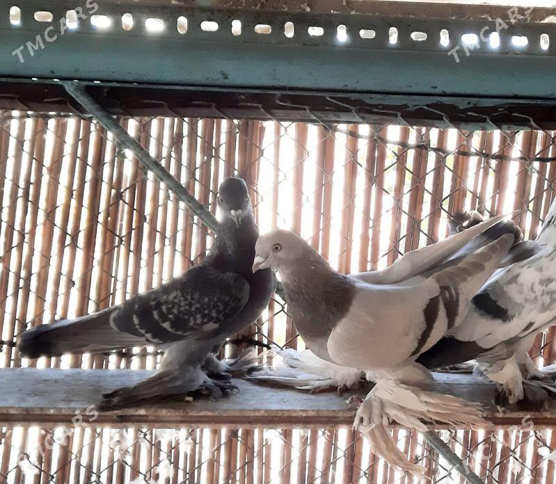 Kepderi..голуби. - Ашхабад - img 2