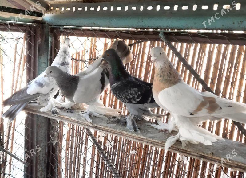 Kepderi..голуби. - Ашхабад - img 4