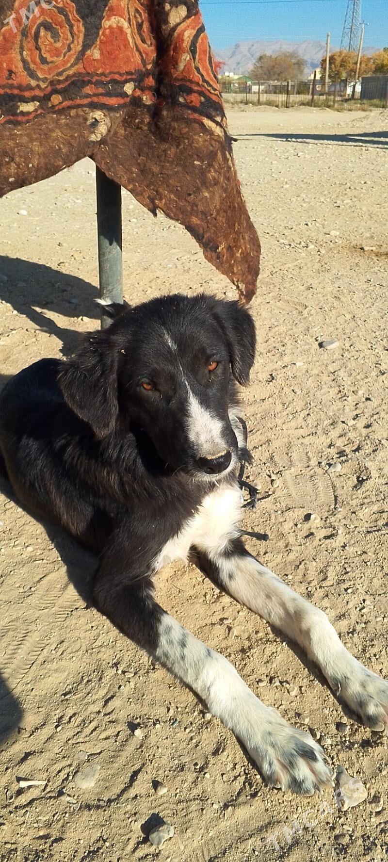 Tazy - Балканабат - img 2