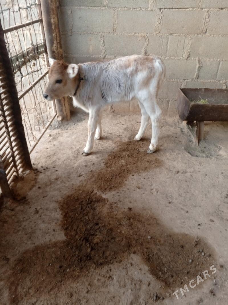 gollely sygyr - Türkmenbaşy - img 3