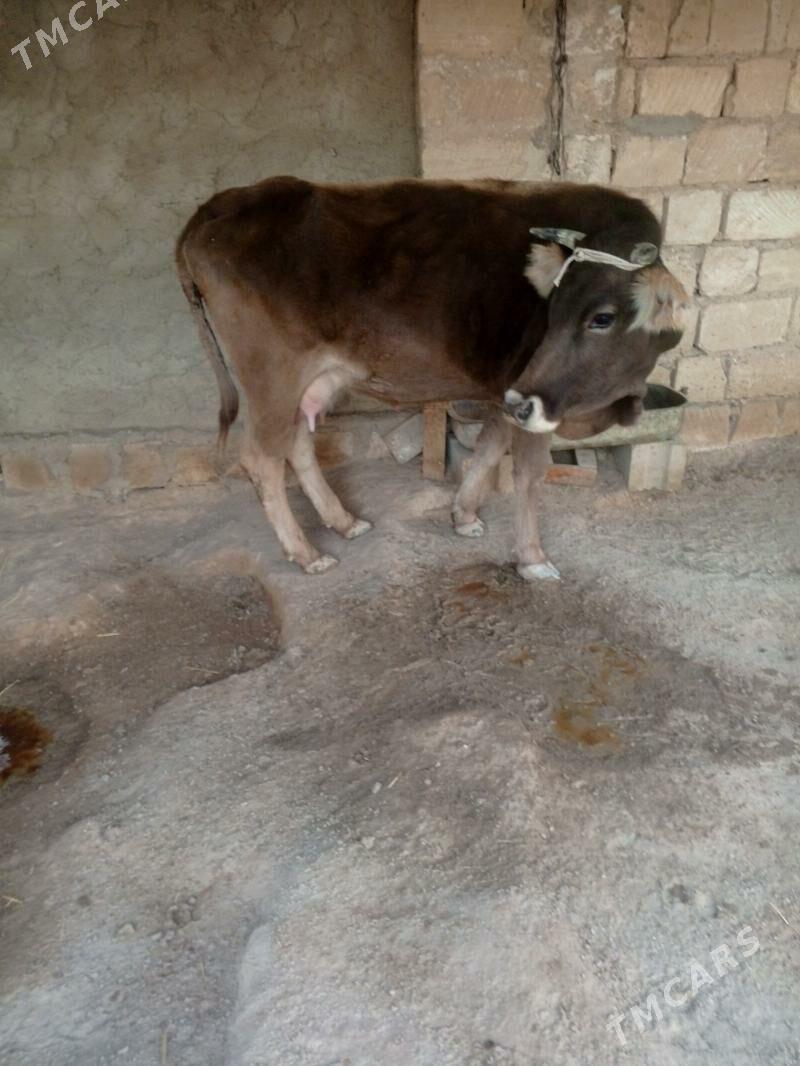 gollely sygyr - Türkmenbaşy - img 2