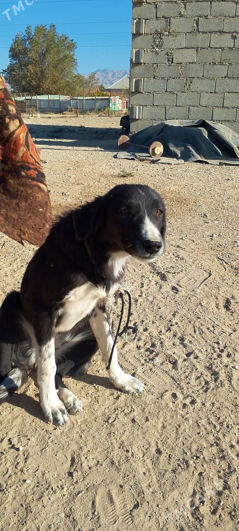 Tazy - Балканабат - img 4