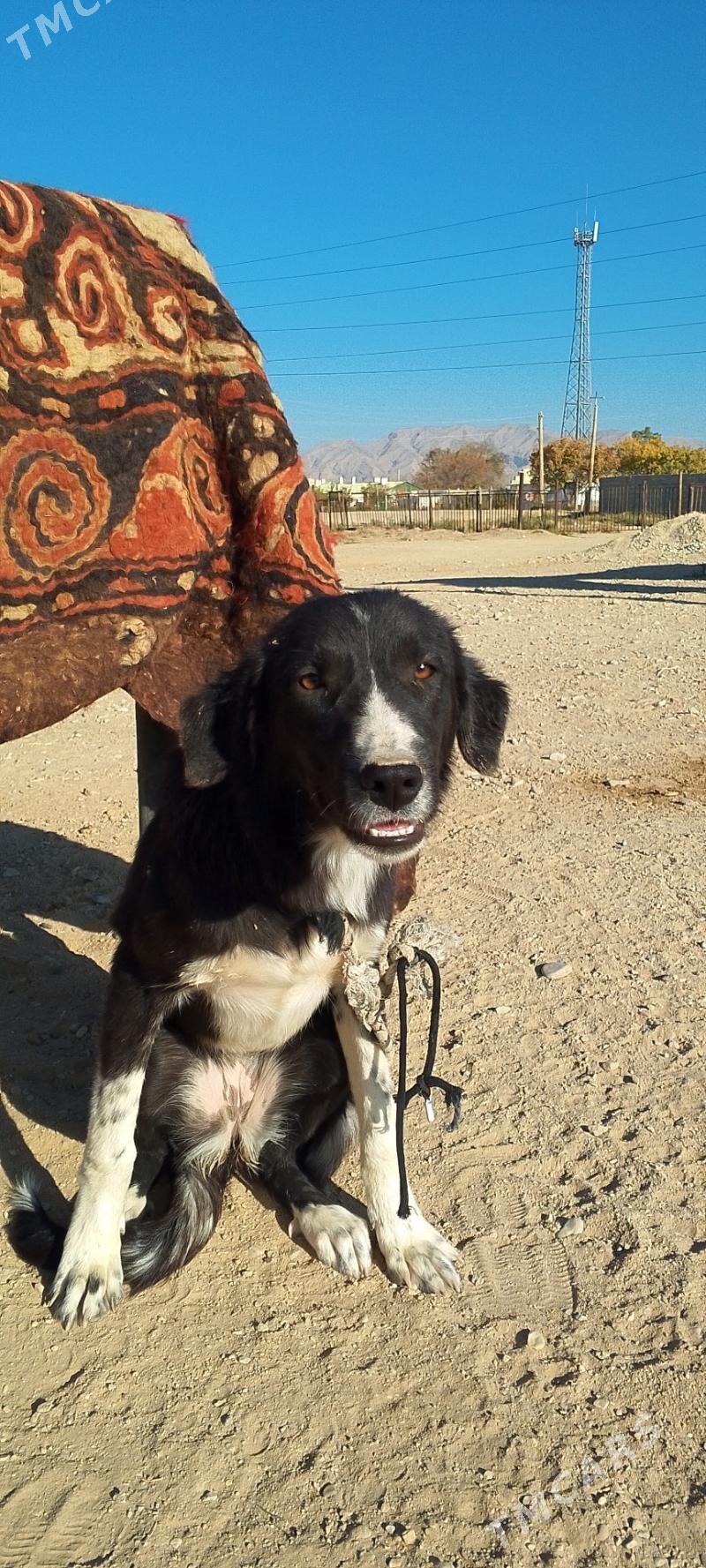 Tazy - Балканабат - img 5