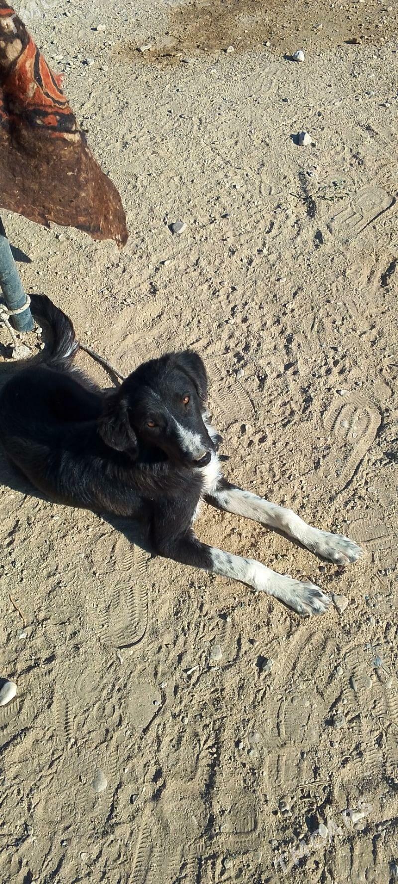 Tazy - Балканабат - img 1