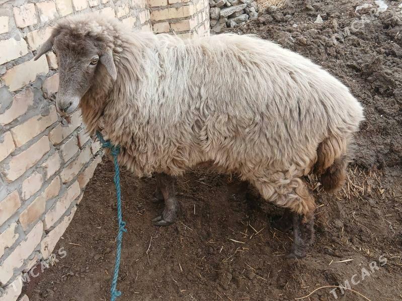 Goyun - Чарджоу - img 3