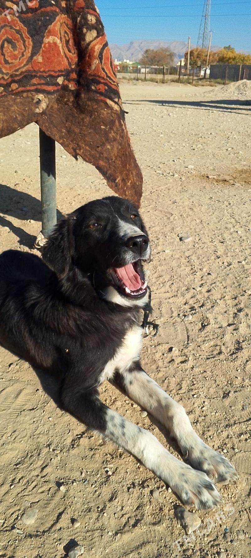 Tazy - Балканабат - img 6