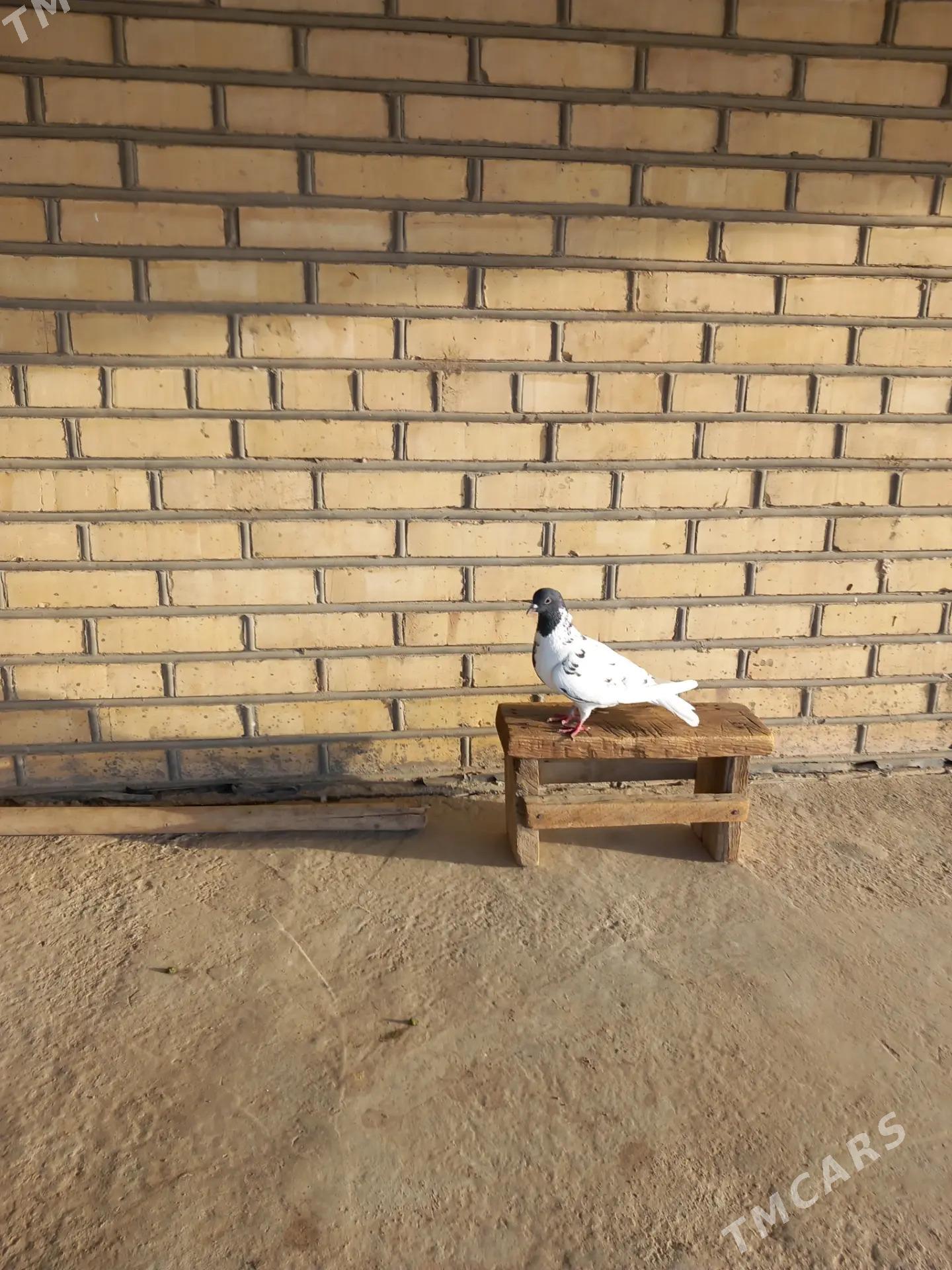 kepderi - Векильбазар - img 5