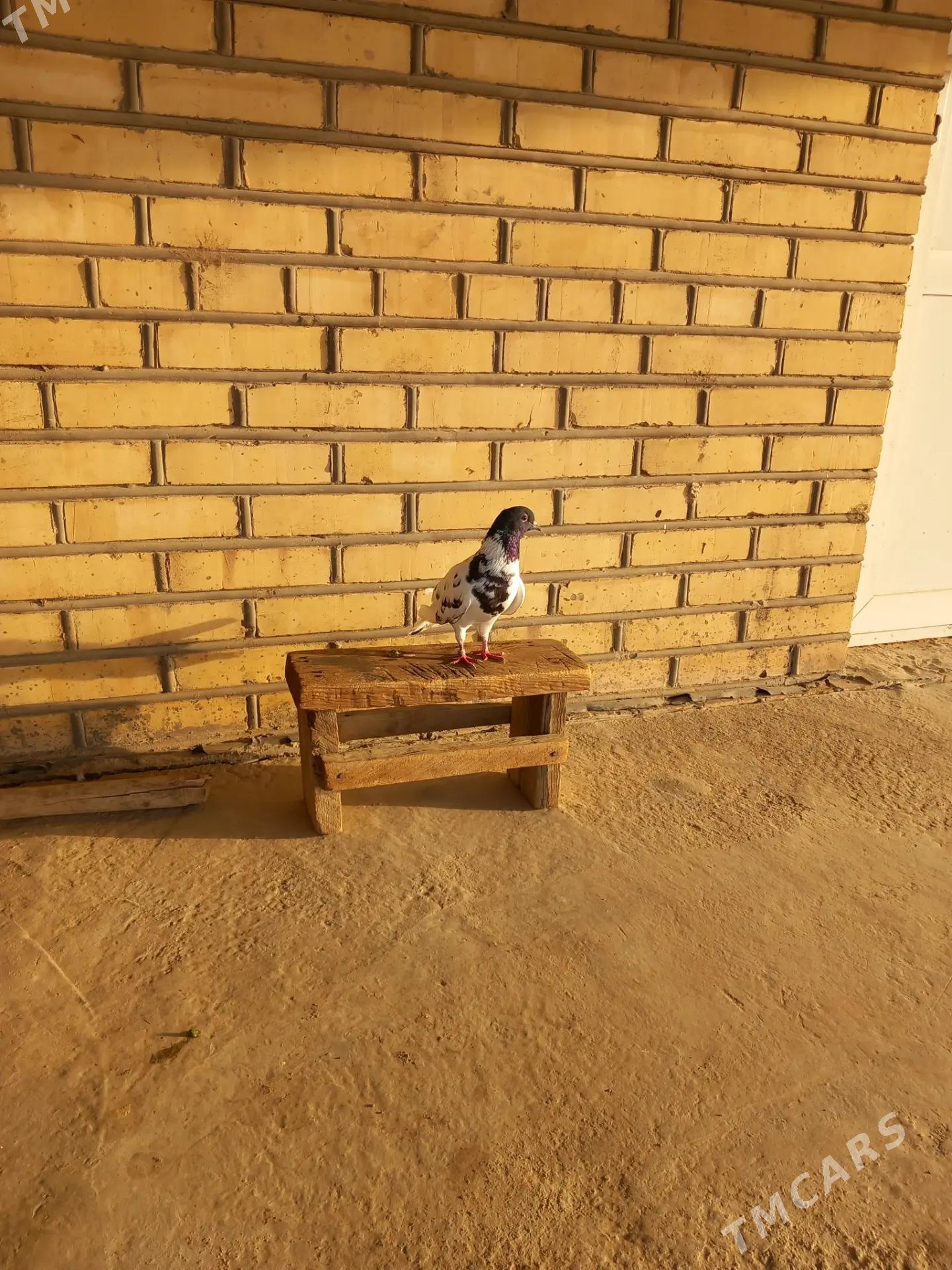 kepderi - Векильбазар - img 6