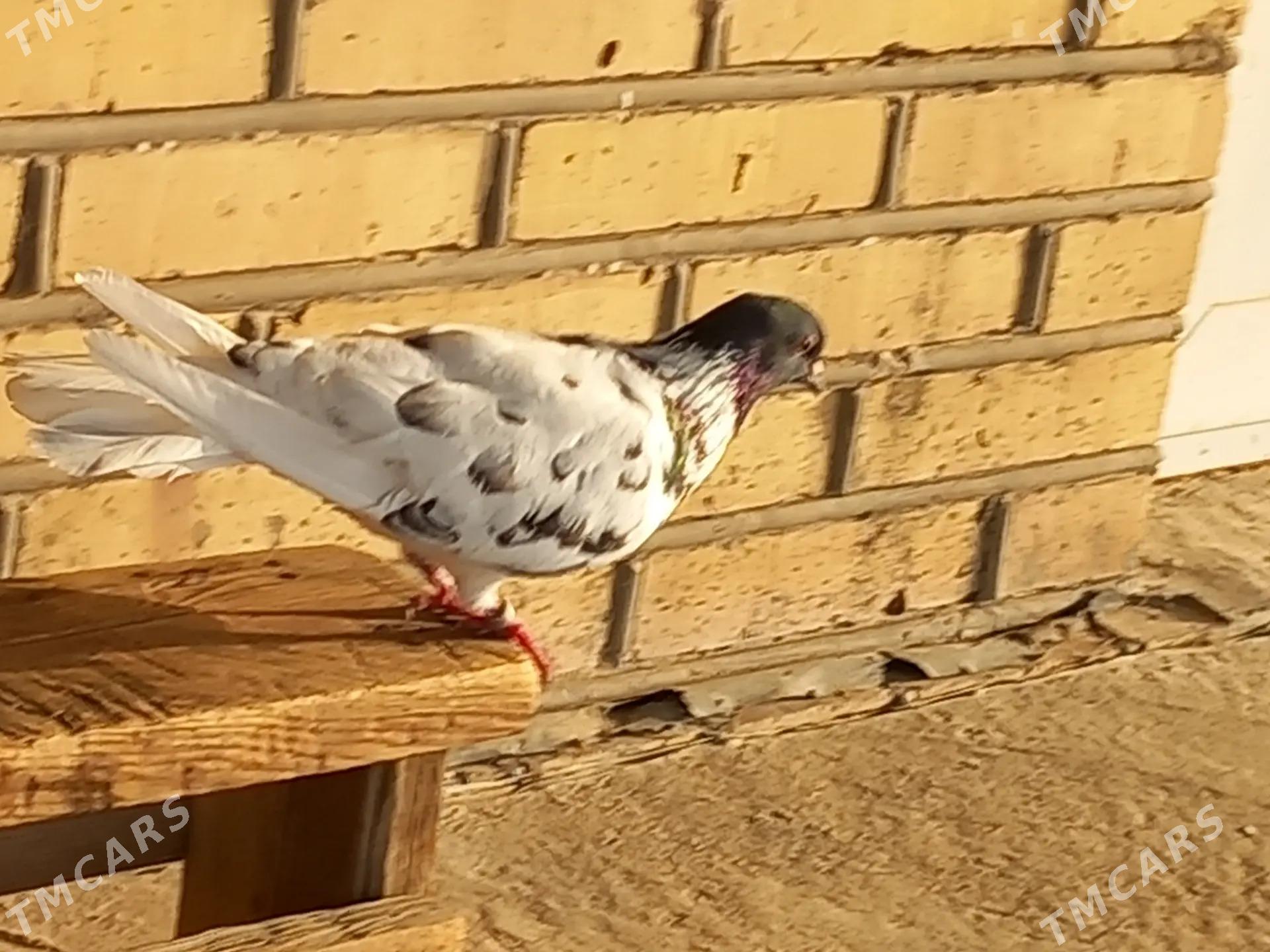 kepderi - Векильбазар - img 8