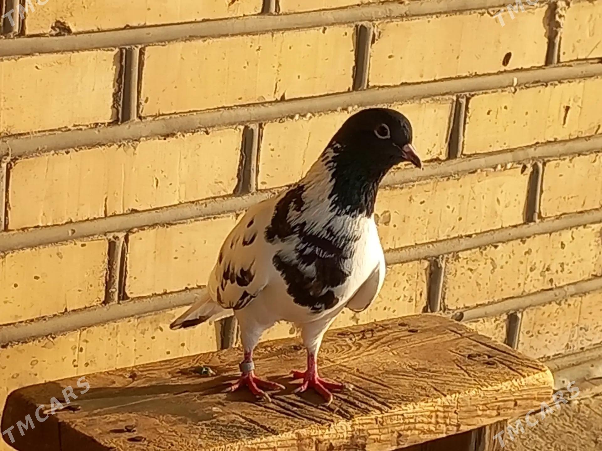 kepderi - Векильбазар - img 1