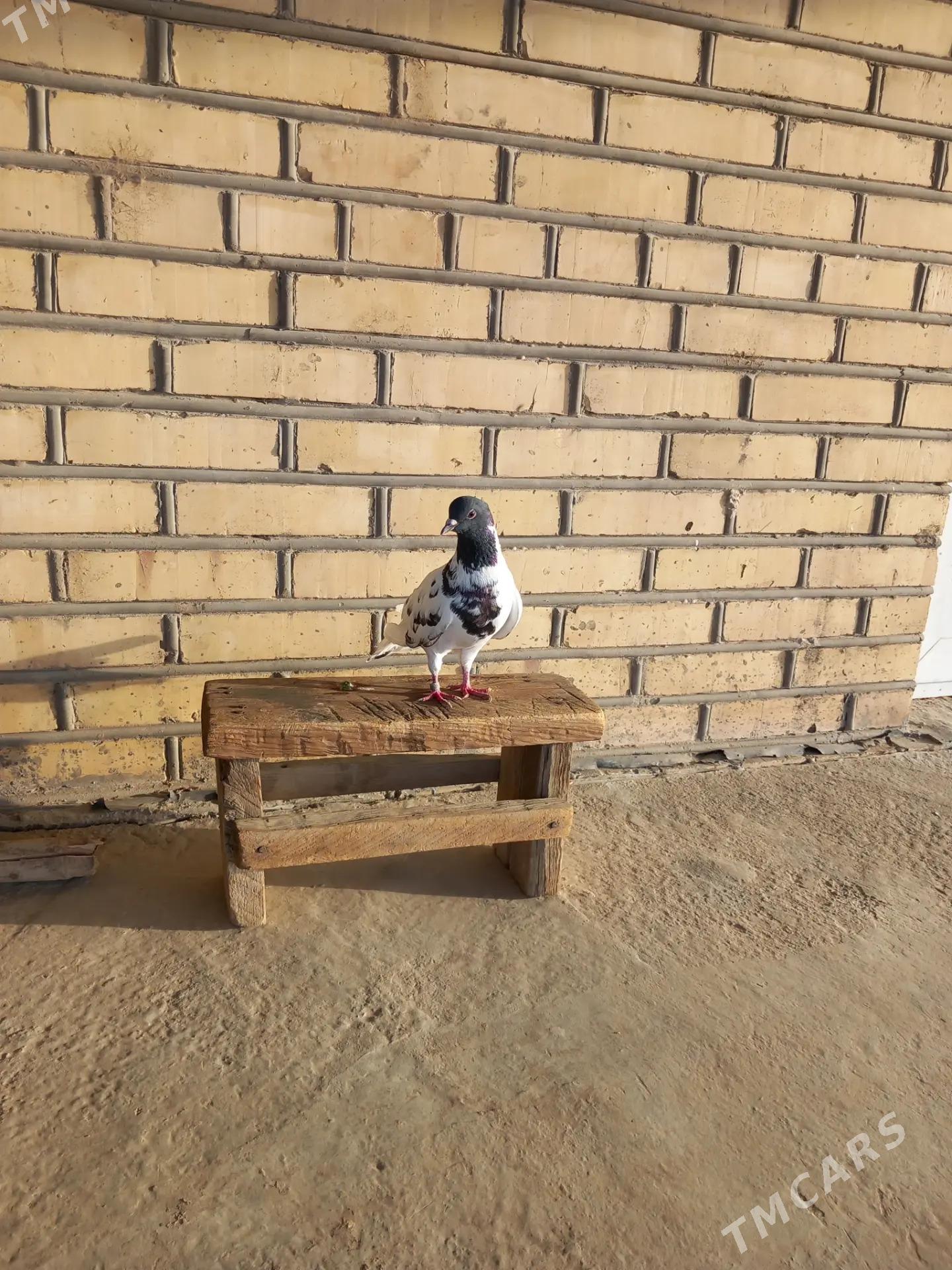 kepderi - Векильбазар - img 4