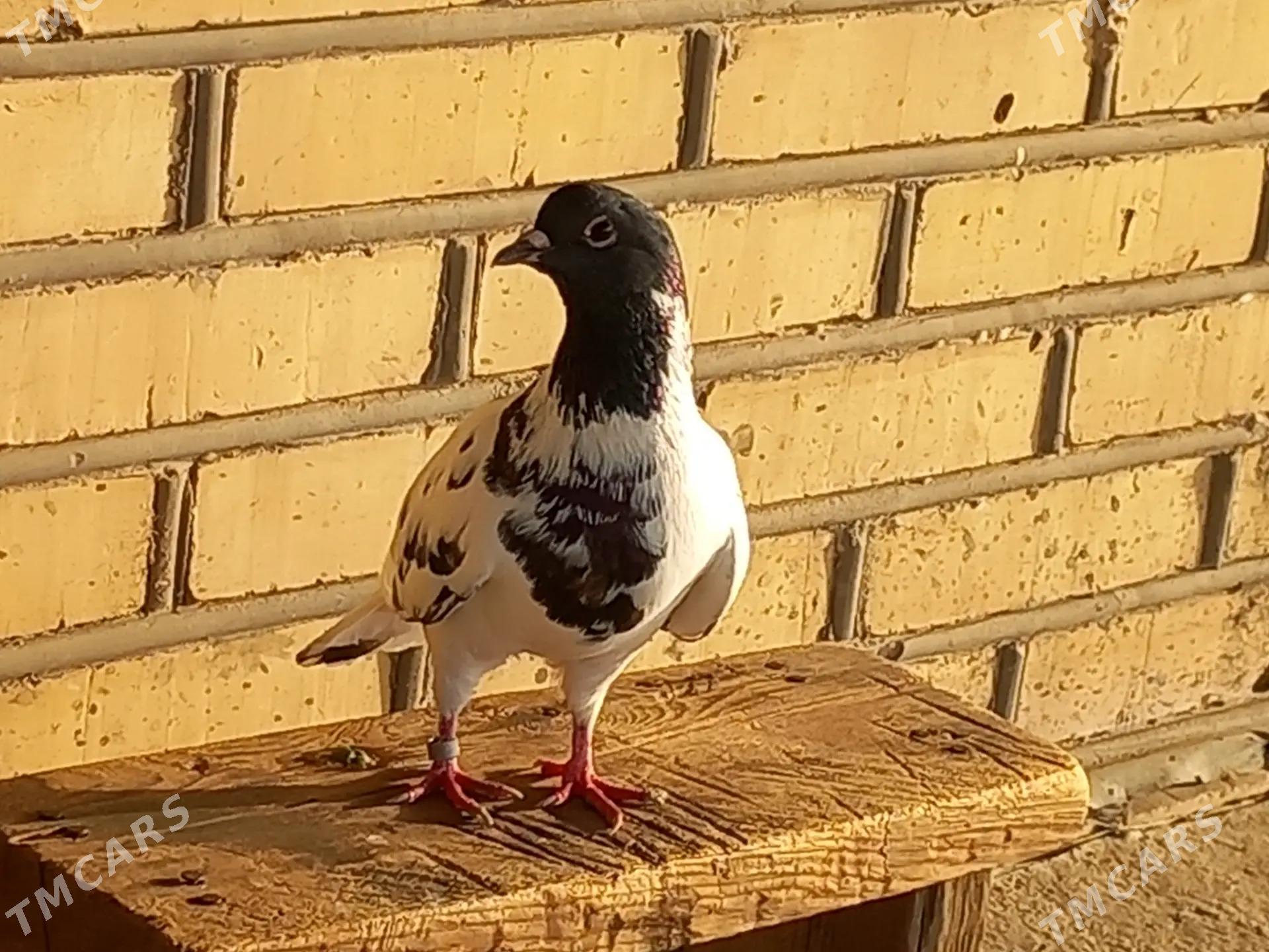 kepderi - Векильбазар - img 7