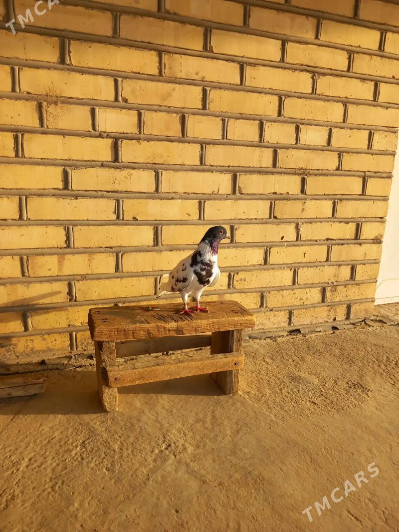 kepderi - Векильбазар - img 3