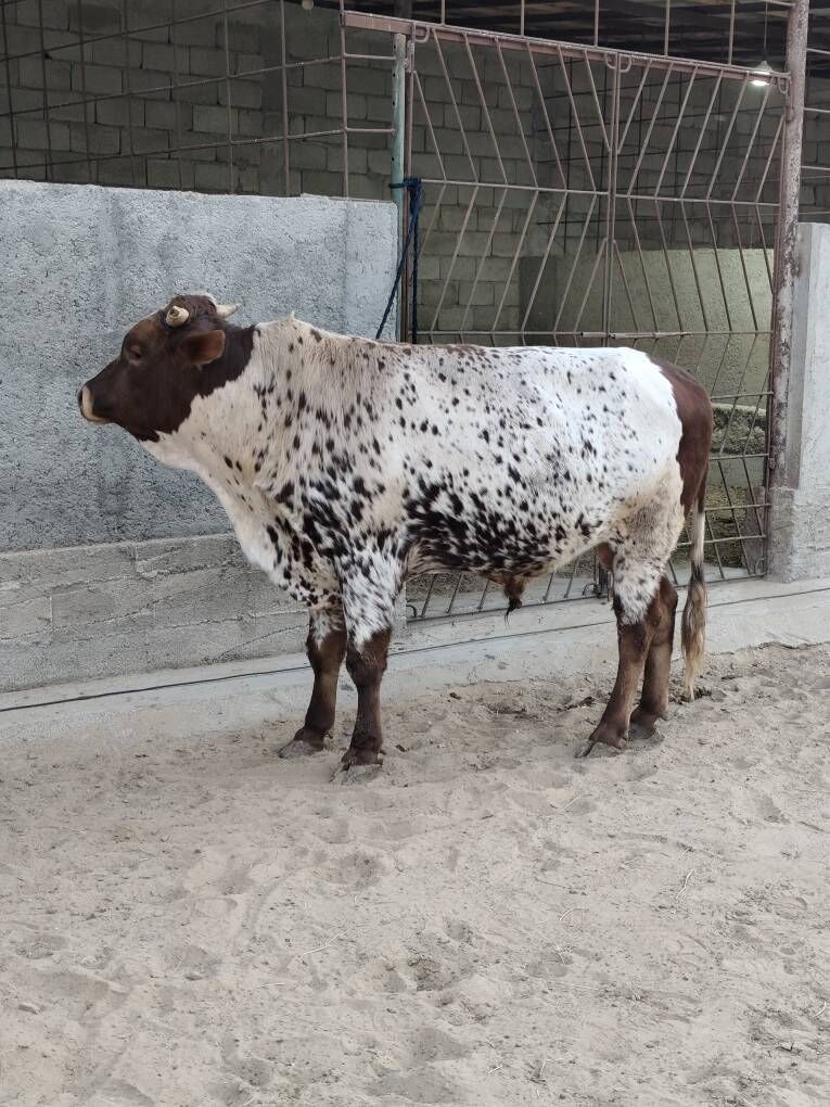 Õkz bakylan - Анев - img 8