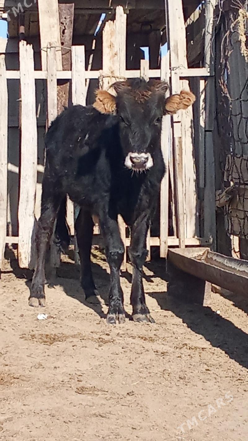 okuzce - Esenguly - img 1