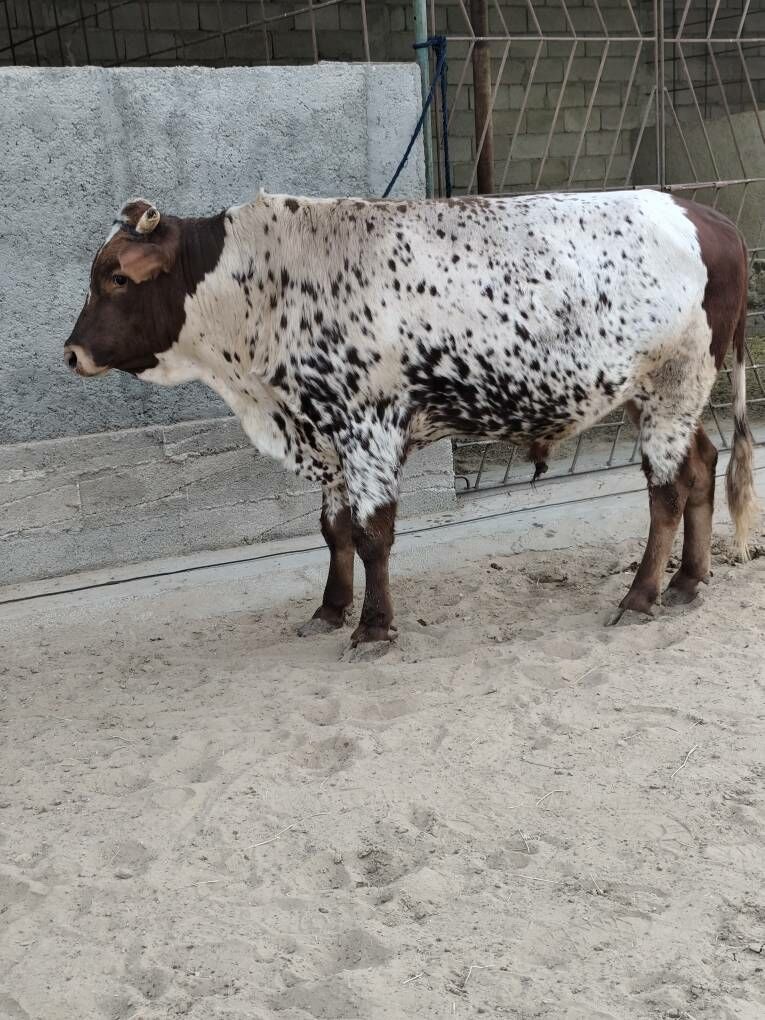 Õkz bakylan - Анев - img 7