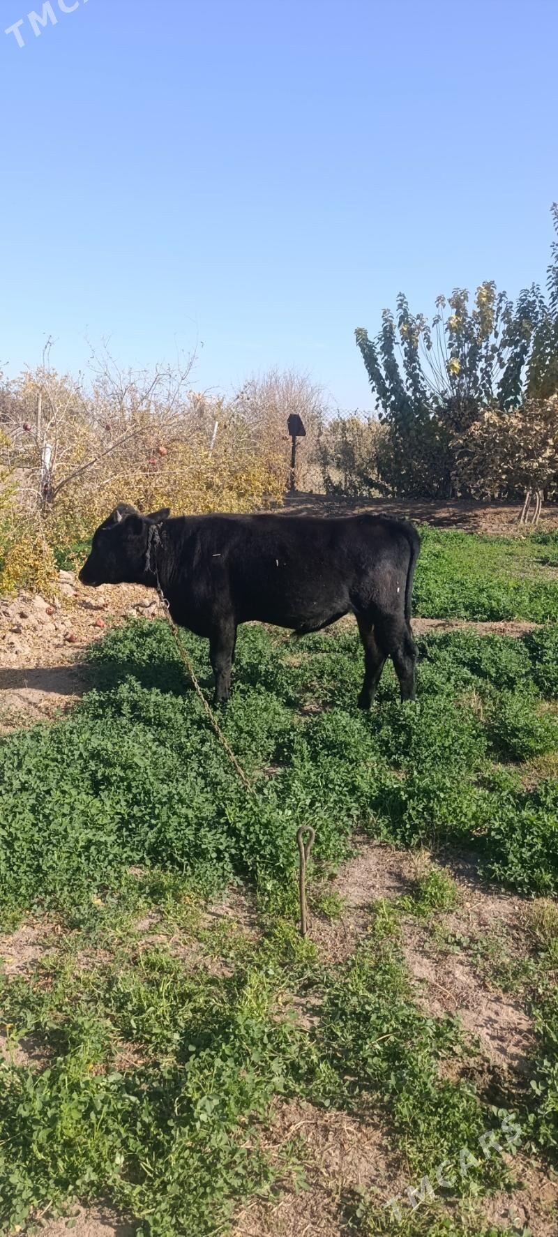 okuz - Babadaýhan - img 2