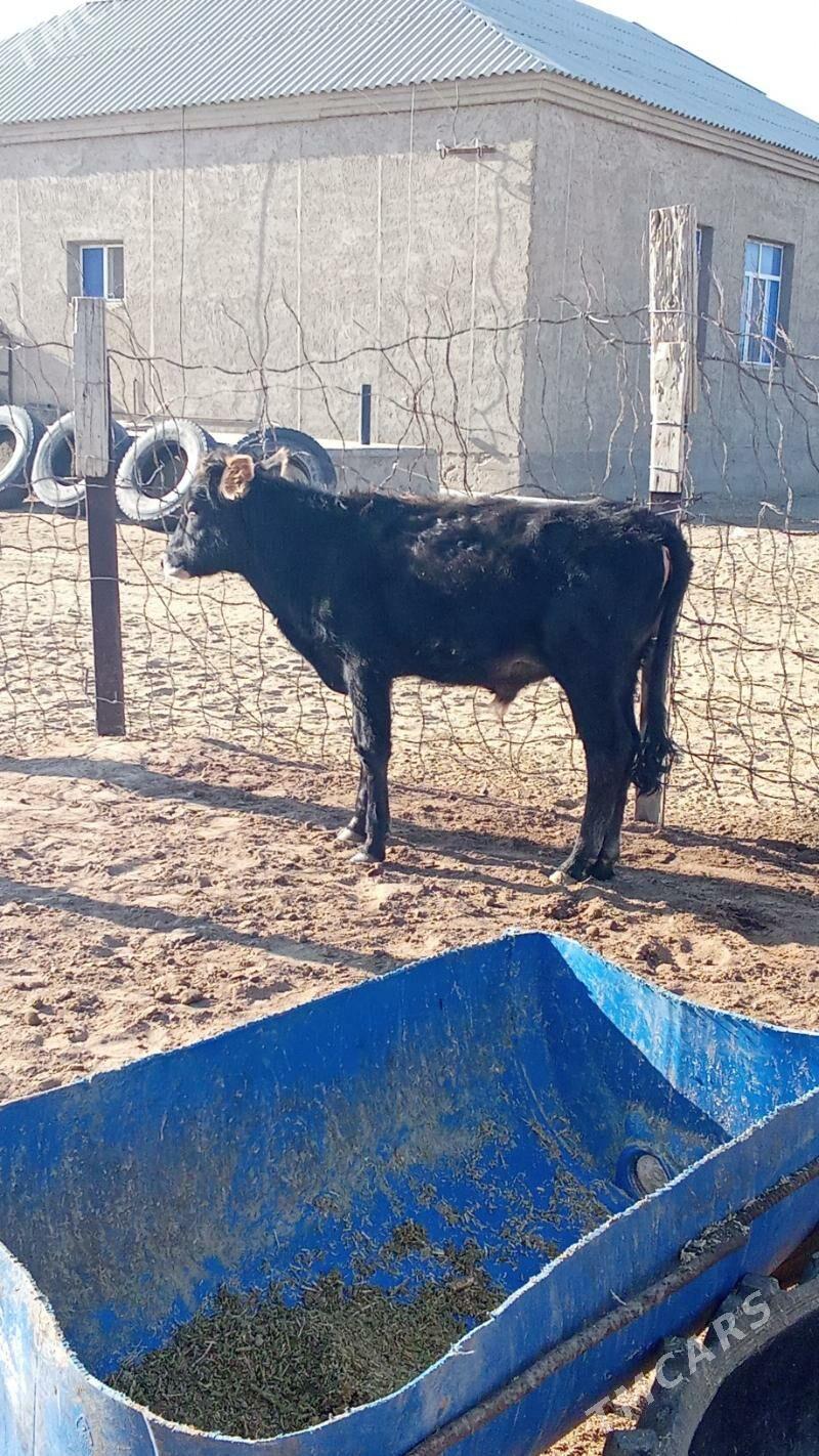 okuzce - Esenguly - img 3