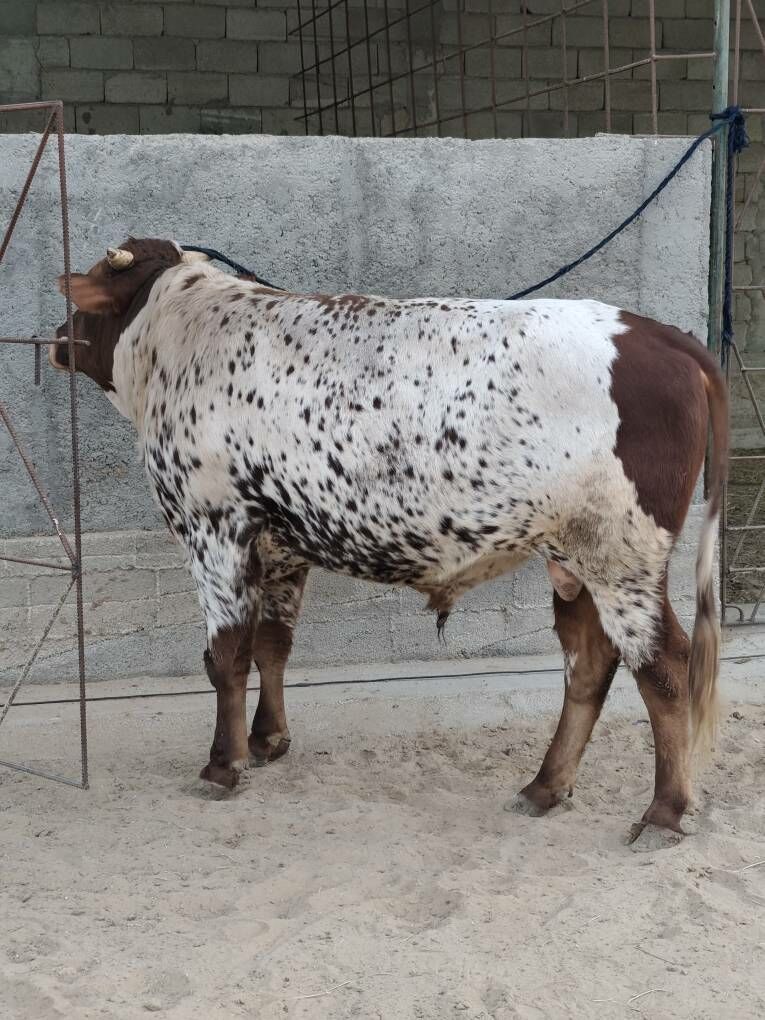 Õkz bakylan - Анев - img 6