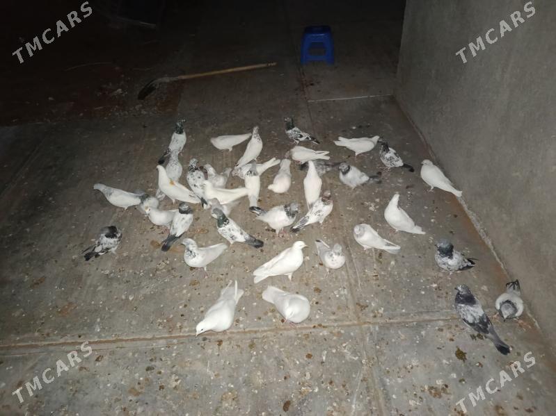 Kepderi - Änew - img 5