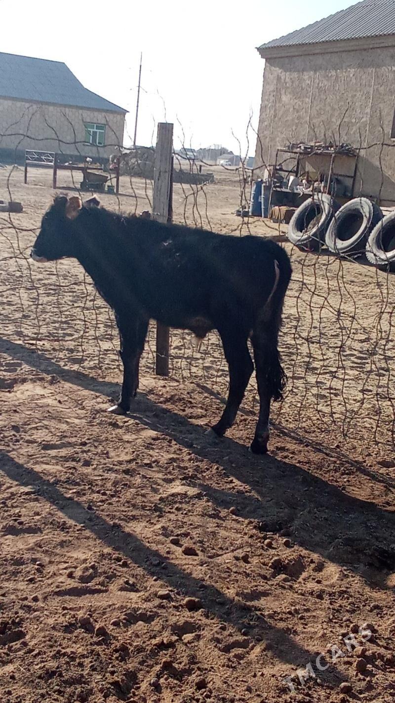 okuzce - Esenguly - img 5