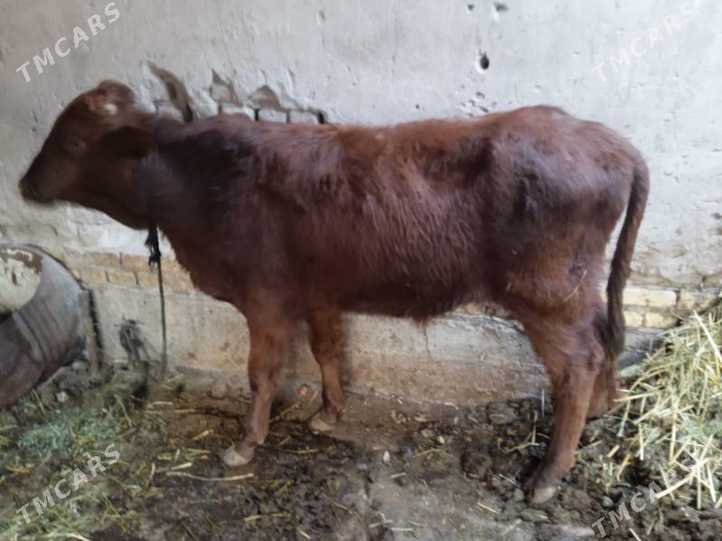 6 sany öküz - Türkmenabat - img 4