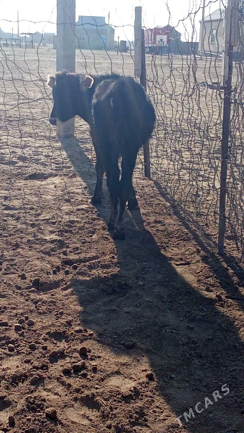 okuzce - Esenguly - img 4