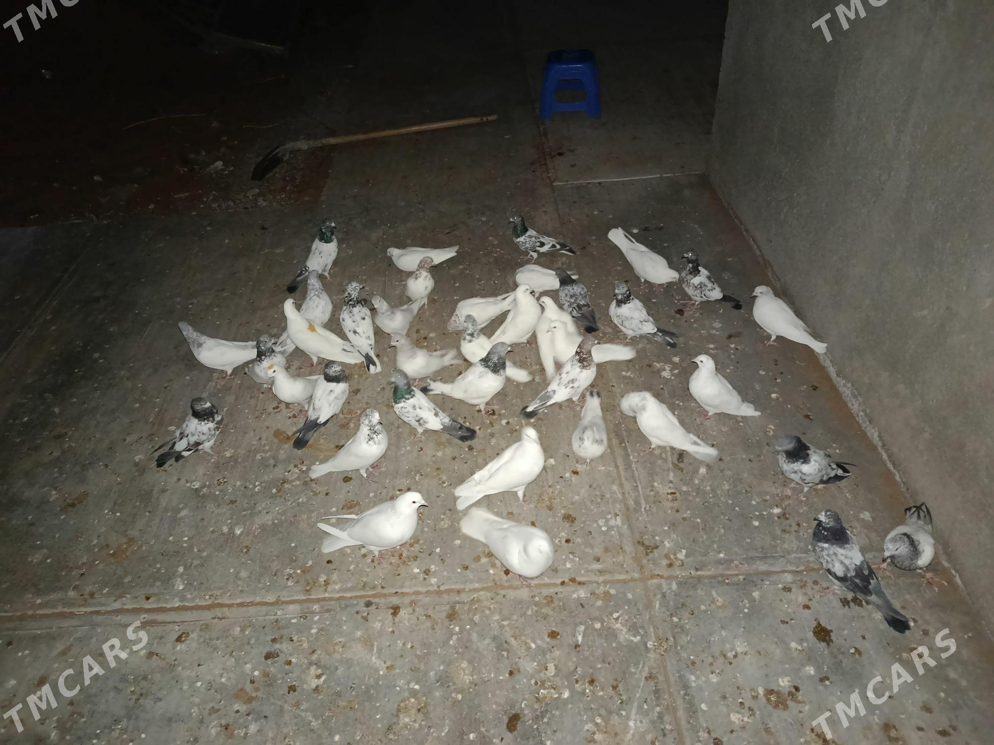 Kepderi - Änew - img 6