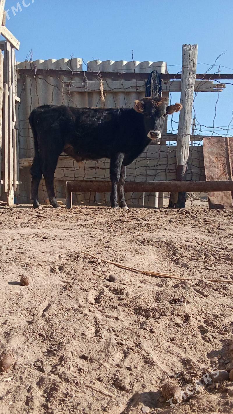 okuzce - Esenguly - img 2