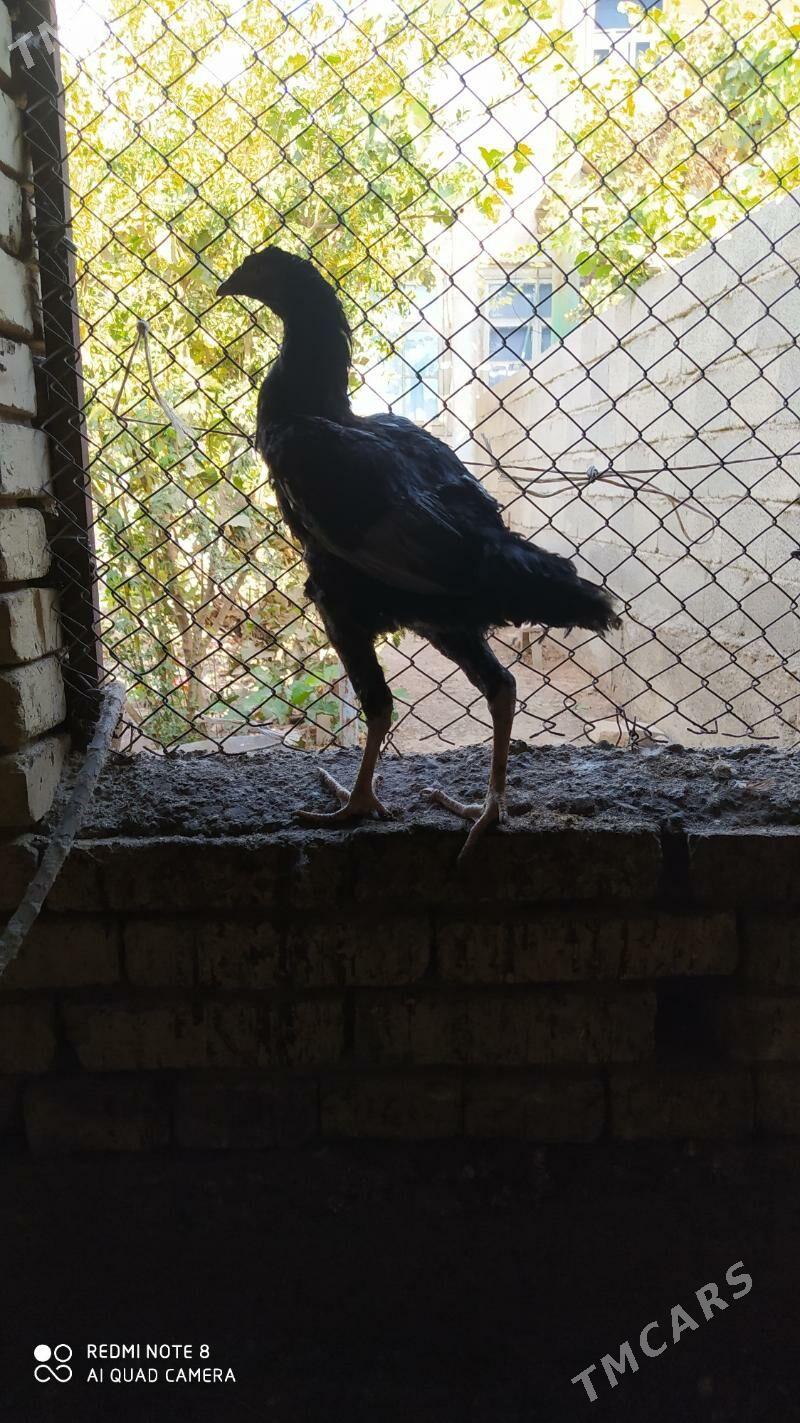 Baýes horaz - Tejen - img 4