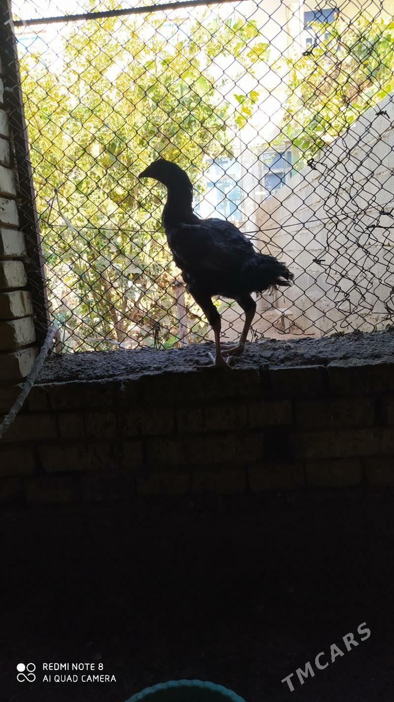 Baýes horaz - Tejen - img 1