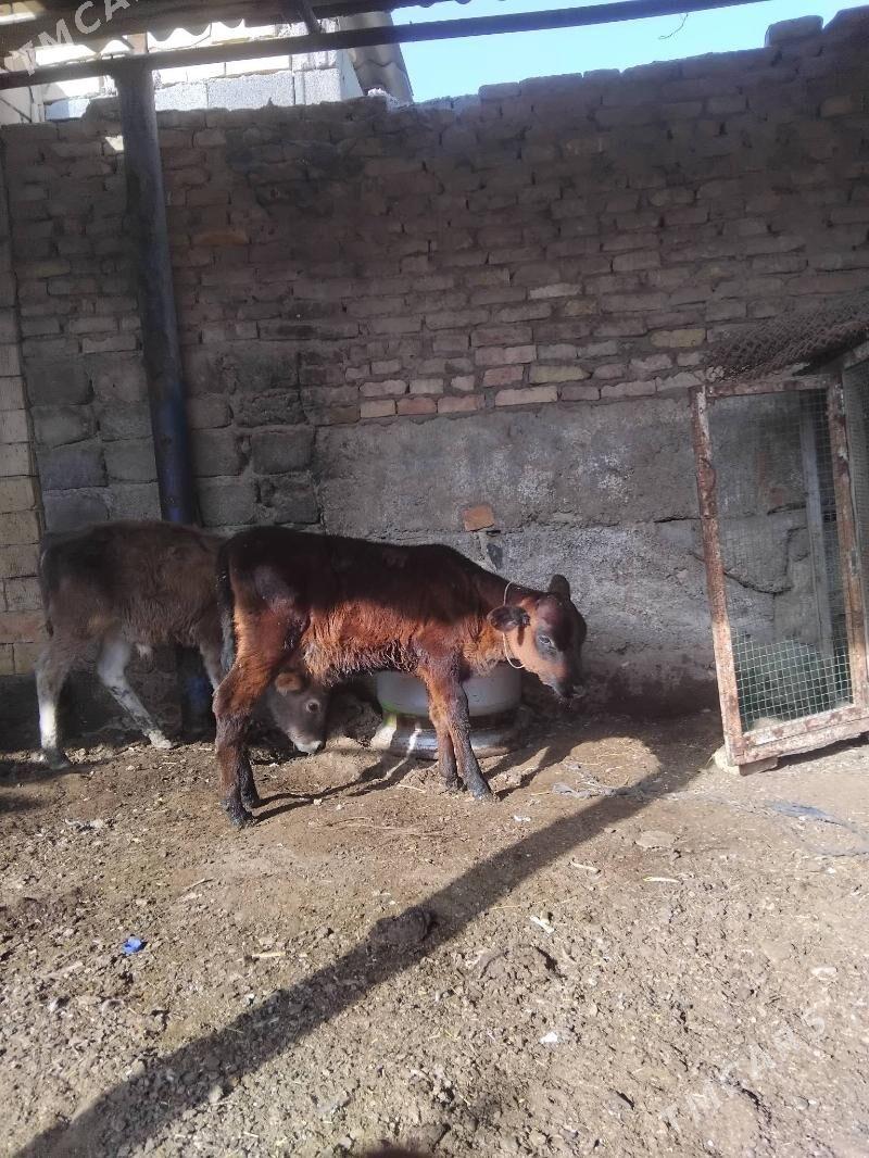 tuwe - Гарадамак Шор - img 1