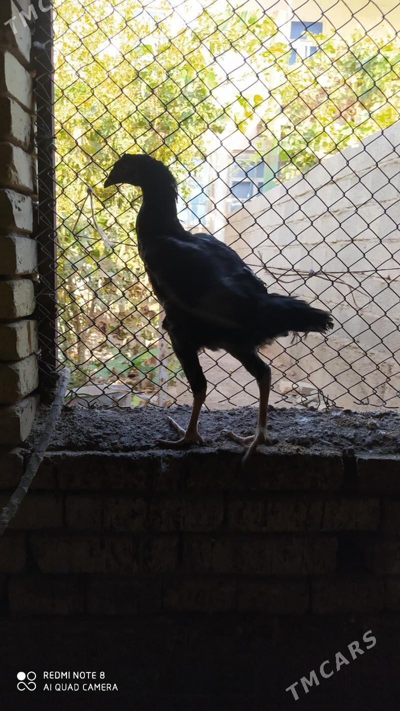 Baýes horaz - Tejen - img 5